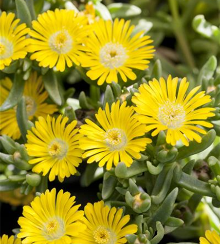 Mittagsblume Wheels of Wonder® 'Golden Wonder'