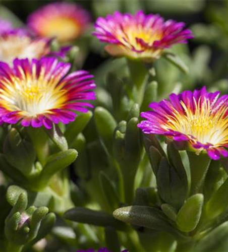 Mittagsblume Wheels of Wonder® 'Purple Wonder'