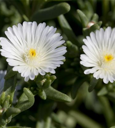 Mittagsblume Wheels of Wonder® 'White Wonder'