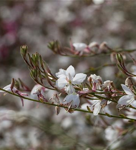 Gaura lindheimeri, weiß