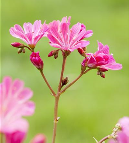 Lewisia cotyledon, pink