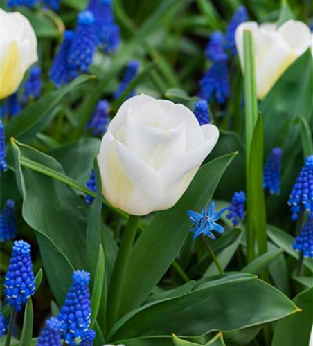 Tulpe 'Calgary'