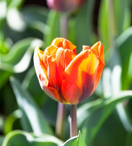 Tulpe 'Hermitage'