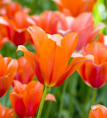 Tulpe 'Orange van Eijk'