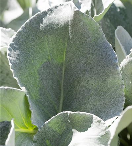 Senecio candidans 'Angel Wings' 