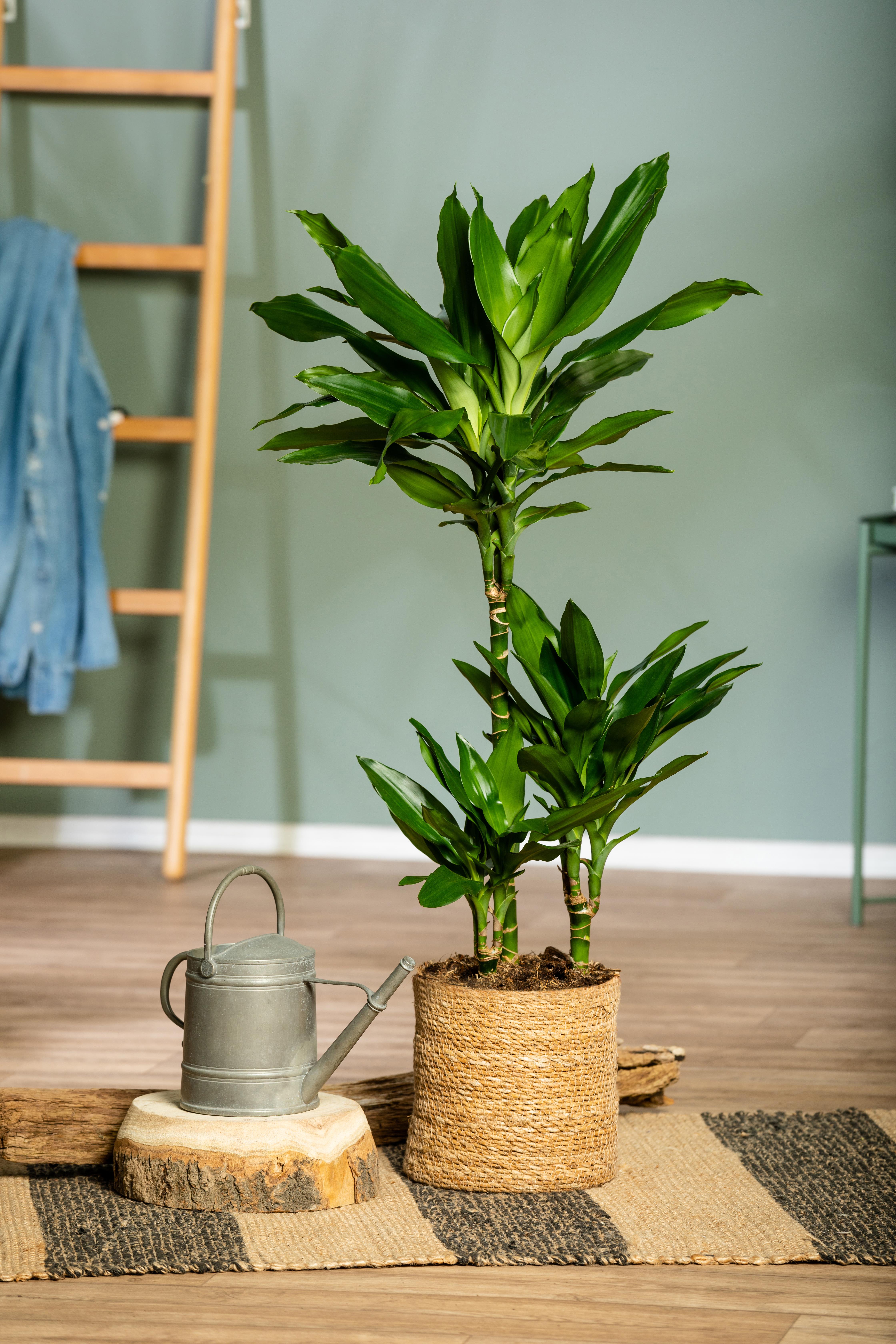 GS703578_Dracaena fragrans Janet Lind_.jpg