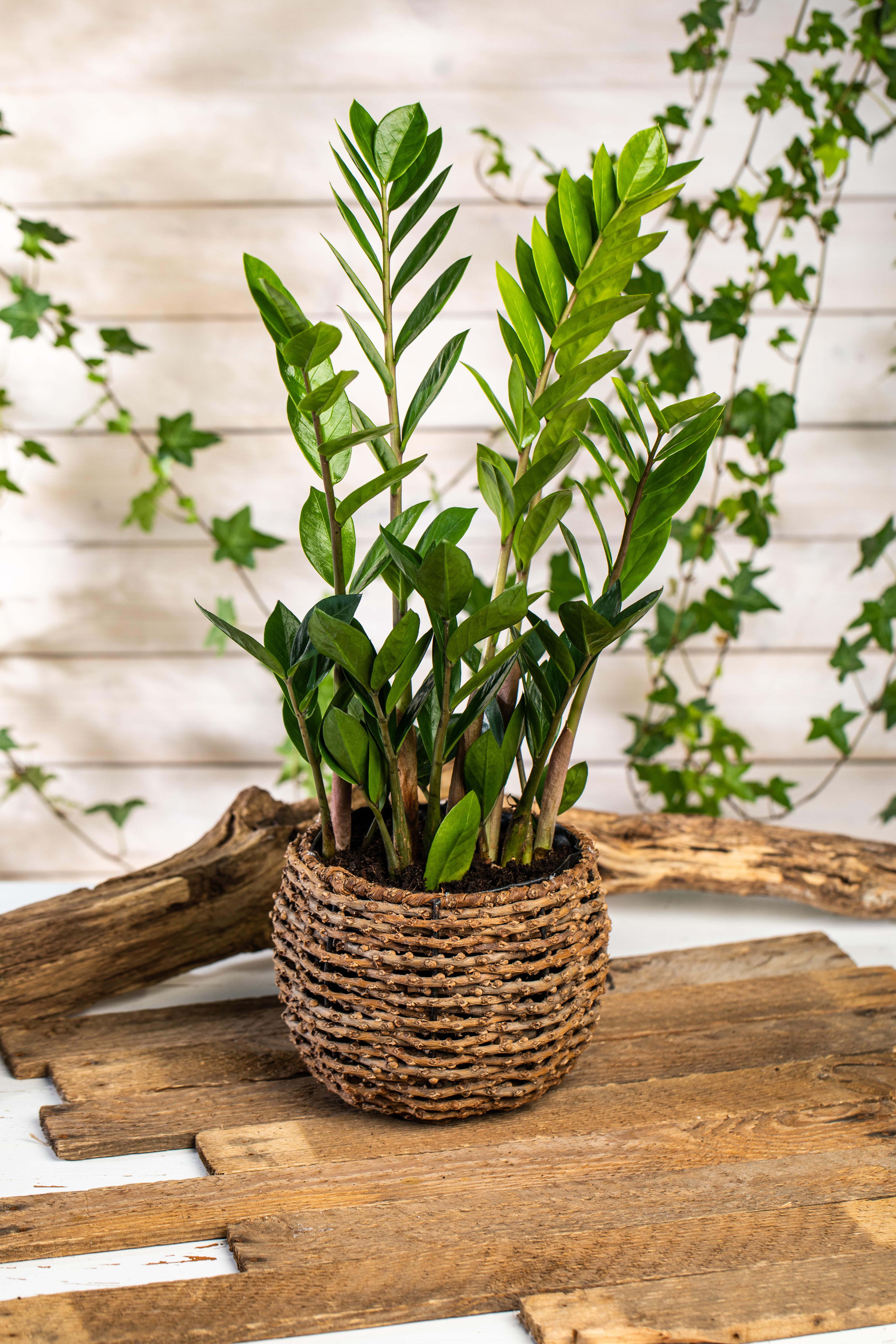 GS704500_Zamioculcas zamiifolia_.jpg