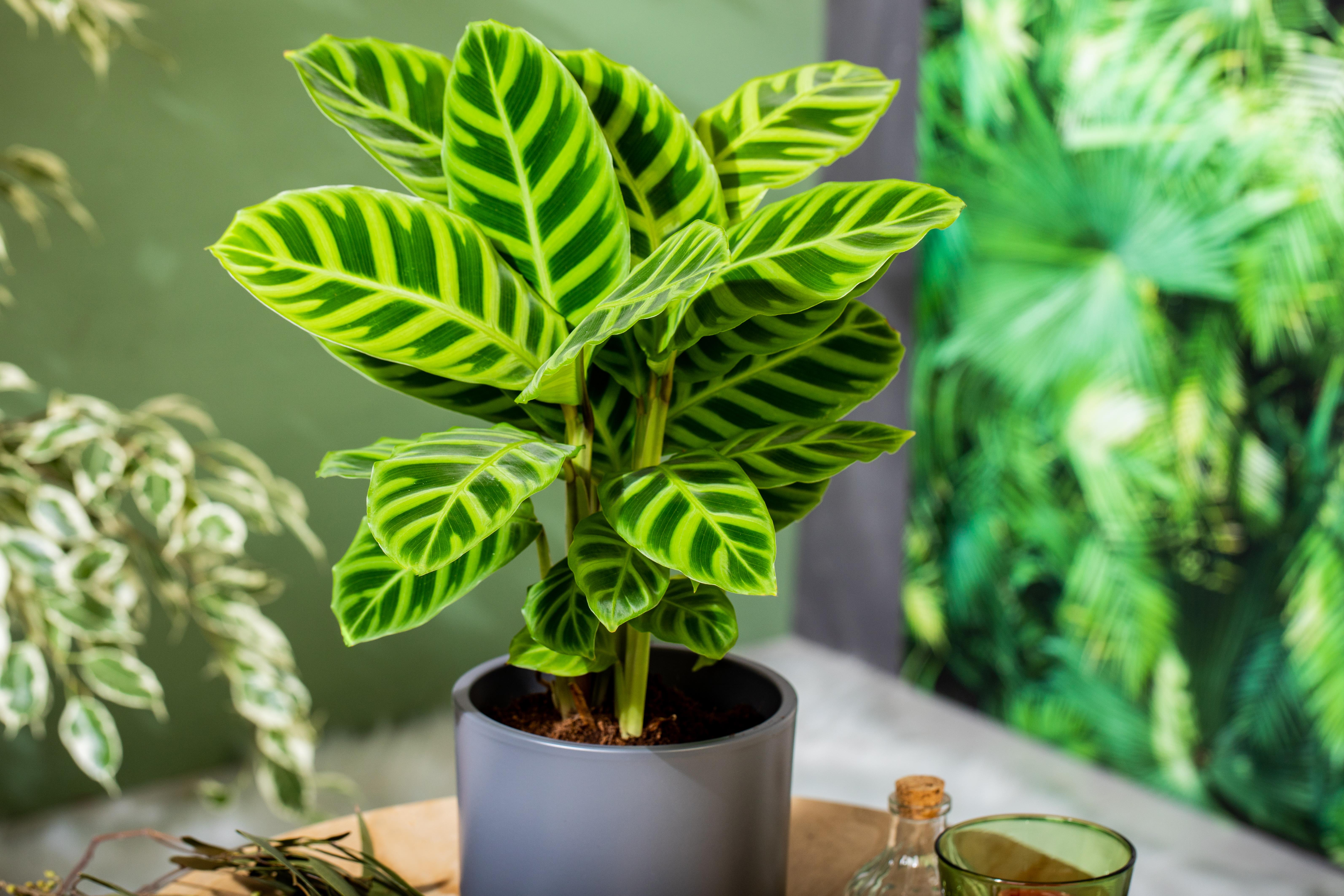 GS701773_Calathea zebrina_.jpg