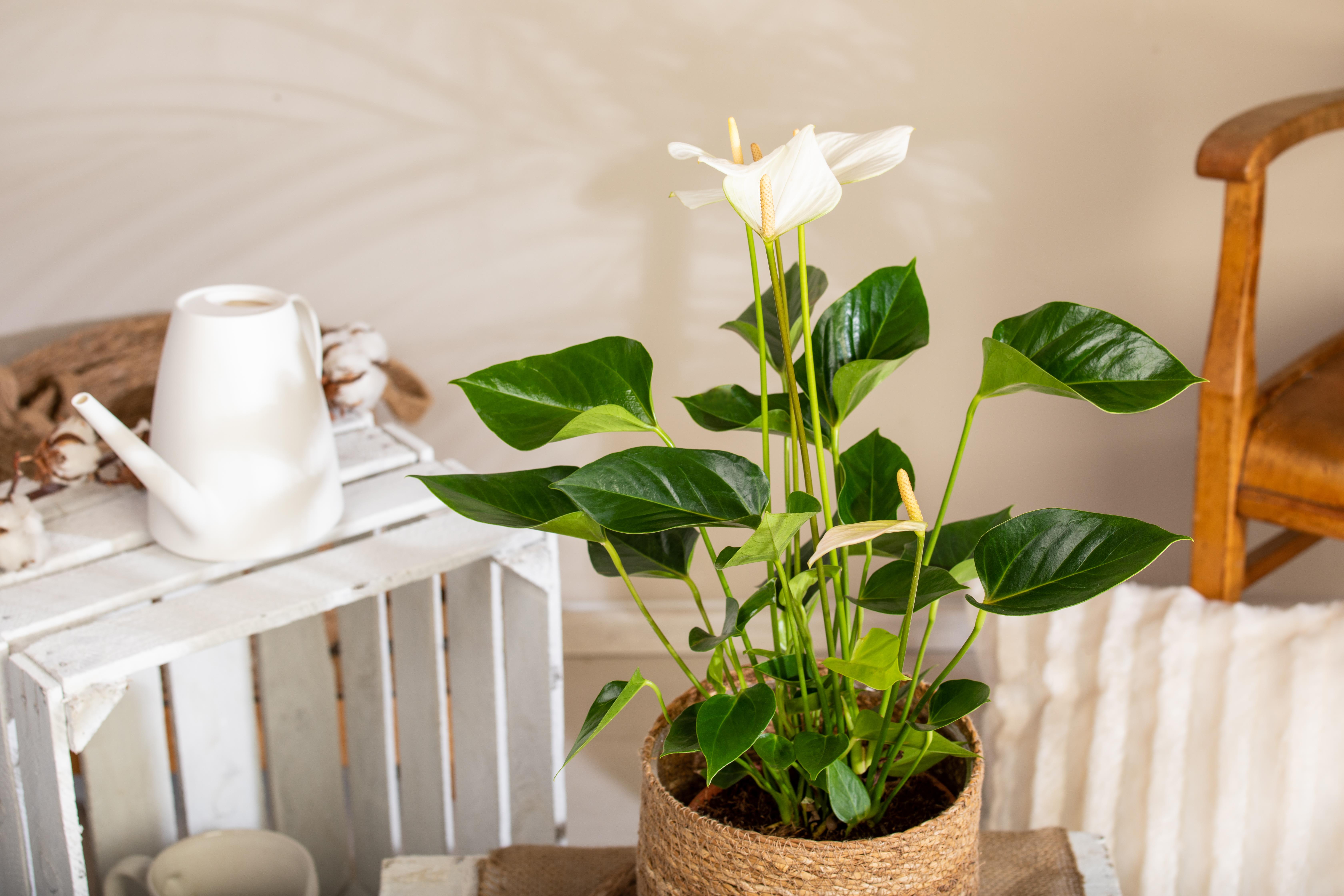 GS737223_Spathiphyllum floribundum_.jpg