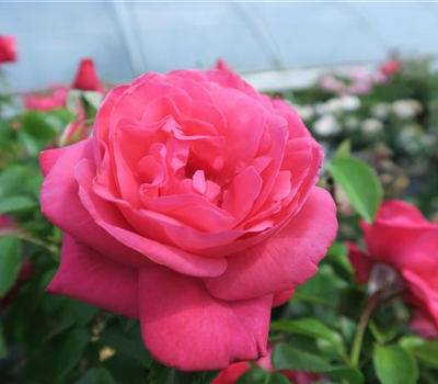 Edelrose 'Cherry Lady'®