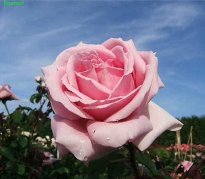 Edelrose 'Frederic Mistral'®