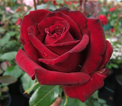 Edelrose 'Ingrid Bergmann'®