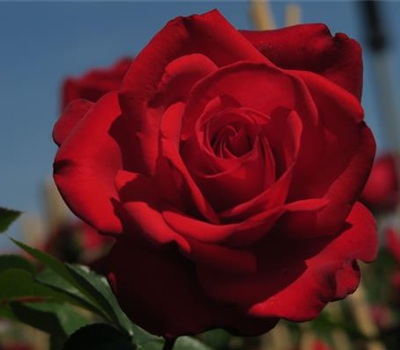 Edelrose 'Grande Amore'®