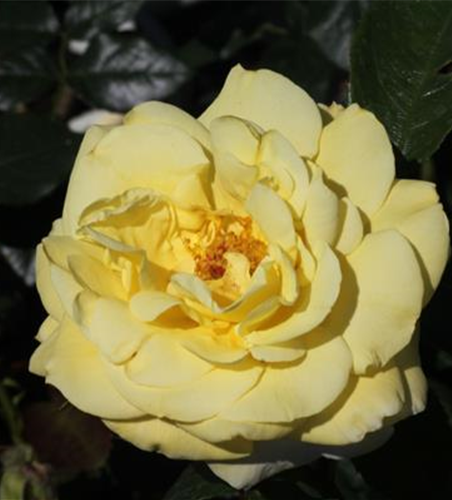 Edelrose 'Limona'®