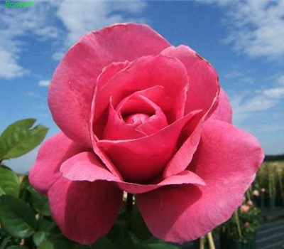 Edelrose 'Elbflorenz'®