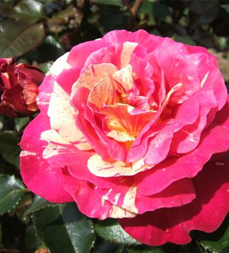 Edelrose 'Brocéliande'®