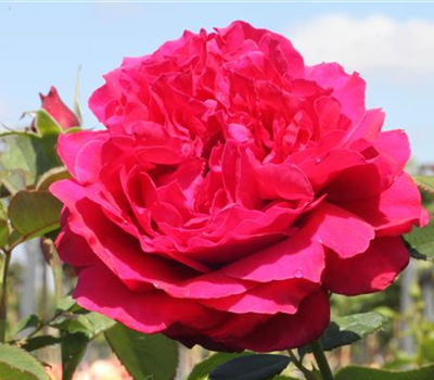 Edelrose 'Harald Wohlfahrt'®