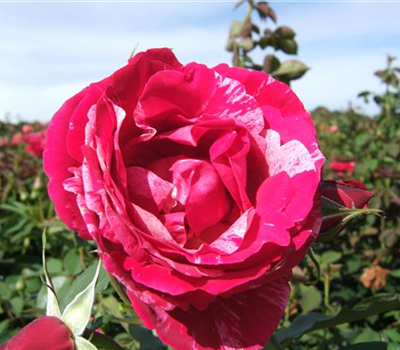 Edelrose 'Henri Matisse'