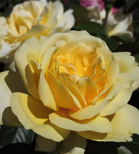 Edelrose 'Winter Sun'®