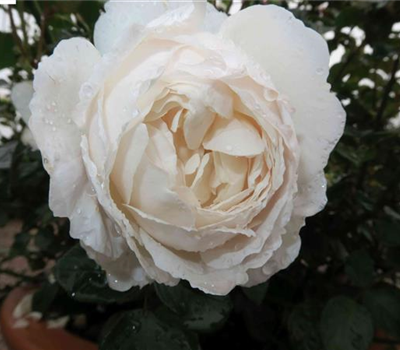 Englische Rose 'Desdemona'®