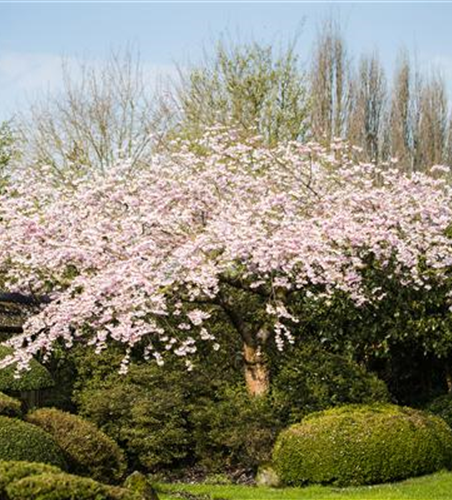 Hängende Winterkirsche 'Pendula Rubra'